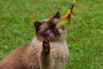 世界上十大最漂亮的猫品种 英国短毛猫排第一(2024年最新排名前十榜单)