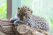 猫咪打喷嚏呼吸声音大是啥缘故？怎么办？