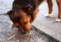 狗狗吐白色泡沫不吃东西是啥情况？要如何应对？