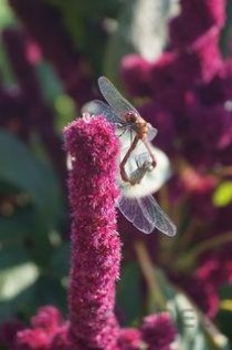 世界上飞的最快的鸟：尖尾雨燕最快时速达352千米(附2024排名前十完整榜单)