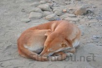 世界上最大的犬排行榜,2024最新排名前十名对比