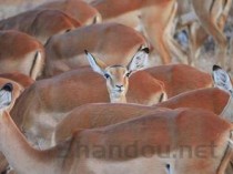 世界上体型最小的猫科动物之一：黑足猫异常凶猛