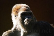 世界上跑的最快的猴子，非洲赤猴速度每时50km