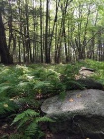 世界上最奇特的树，猴面包树被誉为生命树