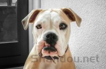 猫咪右眼睁不开瞳孔变大的问题出在哪？该咋整？