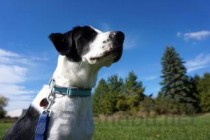 狗狗尿发暗有少量血的缘由何在？狗狗尿发暗有少量血该咋办？