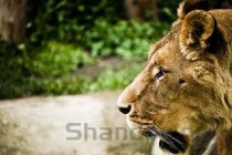 世界上最危险的十大猫科动物，猎豹垫底