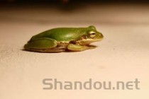 世界上最可爱的青蛙，馒头蛙呆萌超可爱