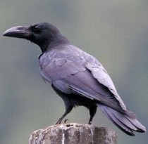 世界上什么鸟最聪明,十大最聪明的鸟类