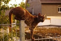 猫尾巴硬是什么原因导致的？猫尾巴硬要怎么调理？