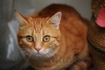 世界上最小的老虎，迷你巴里虎已经灭绝