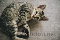 世界上最古老的猫 埃及猫被誉为“小型豹”(附2024排名前十完整榜单)