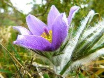 世界上花期最短的五种花,2024最新排名前十名对比