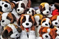 世界上最丑的犬种，卡西莫多犬没有脖子