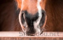 盘点世界上嗅觉最强的动物前十名：奇异鸟第四 雄排榜首(附2024排名前十完整榜单)