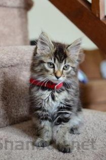 猫咪眼睛红流眼泪是啥情况？猫咪眼睛红流眼泪该如何是好？