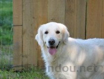 世界上最厉害的三种狼，西北狼实力不可小觑