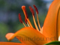 世界上最美的花，鹤望兰花像天堂鸟