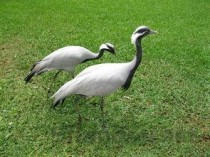 世界上繁殖最快的动物是什么？北极旅鼠（动物界的生产机）