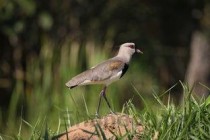 世界上交配时间最长的动物：马岛缟狸