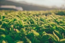 世界上价格最昂贵的草 黑节草3000美元一公斤