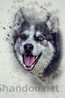 狗狗软便一直反复是什么原因？狗狗软便一直反复该怎么处理才对？