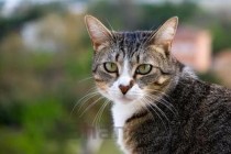 猫咪吐了一天大便末端带血是什么原因导致的？该咋办？