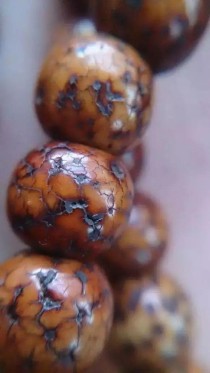 世界上最极品的牛世界上牛品种