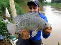 中国最漂亮罗非鱼罗非鱼在中国哪些省份