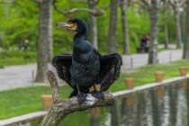 世界上嘴巴最长的鹭，白琵鹭嘴巴长22厘米