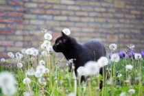 猫咪肚子很大呼吸急促是什么原因导致的？怎么办？