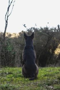 狗狗最近一摸后背就叫肚子硬硬的，为何会这样？