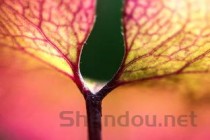 世界上8种奇异的黑色花(附2024最新排名前十名单)