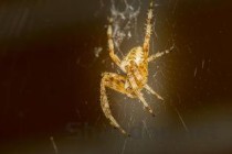 世界上最奇特的螃蟹是什么蟹：蜘蛛蟹有着和蜘蛛相似的腿(附2024排名前十完整榜单)