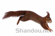 世界上最具有攻击性的10大动物 黑曼巴和袋獾居前两名(附2024排名前十完整榜单)