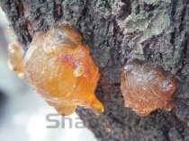 世界上最珍贵的海参，白玉海参每公斤33万元