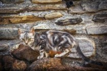 猫咪早上呕吐是什么原因？猫咪早上呕吐该如何是好？