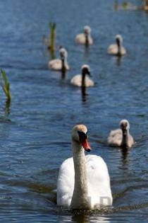 世界上游得最慢的鱼：海马每分钟仅游1至3米