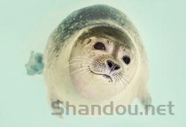 世界上最凶猛的海豹，豹形海豹乃南极霸主