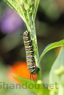 世界上最恶心的是什么，小度世界上最恶心的