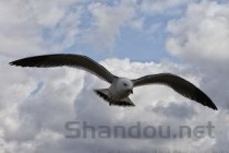 世界上最大的飞的最远的鸟，当属信天翁