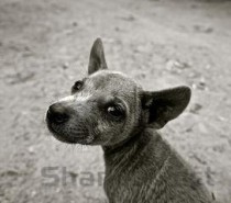 狗狗拉肚子是什么原因？该如何解决？