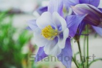 世界上最大的生物，蜜环菌年龄2400岁以上