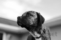 狗碗十大排名品牌图片，狗碗十大排名品牌