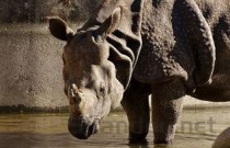 世界上最大的坦克，P1000巨鼠超级坦克(长35米)