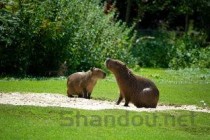 世界上最小的猪品种：微型猪体重不超十斤 成为宠物猪！(附2024排名前十完整榜单)