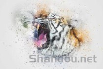 猫咪每天喝水少但是尿多是啥情况？要怎么改善？