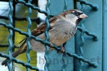 盘点世界上最长寿的10种鸟类 第一名寿命达80岁(附2024排名前十完整榜单)