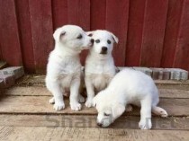 狗狗眼睛下面有个鼓包囊肿是什么情况？要如何应对？