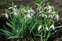 世界上最贵的五大蔬菜 菜心至尊夺得第一名(附2024排名前十完整榜单)